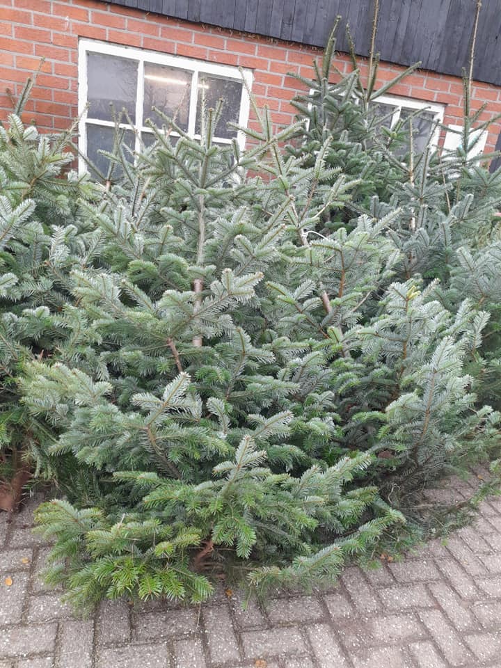 Kerstbomen bij Lensink Aardappelen Aalten.